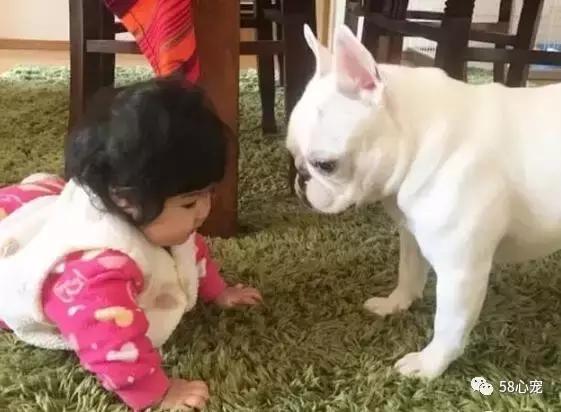 人见人爱的狗叫什么名字,人见人爱的田园犬