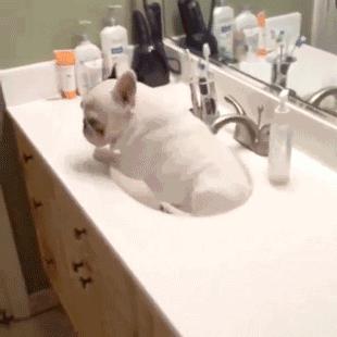 人见人爱的狗叫什么名字,人见人爱的田园犬