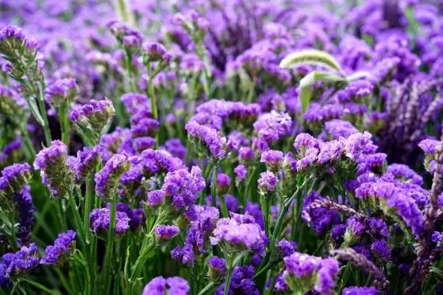 鑸屽皷涓婄殑鍗楅棬,鑸屽皷涓婄殑鍗楅棬缇庨鍥㈣喘