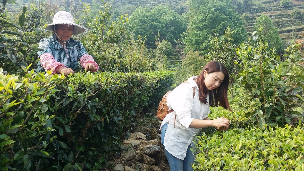 扶贫云南茶,云南茶叶今日热门