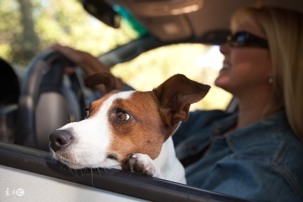 狗狗补血最好的药,狗什么牌子的血清好