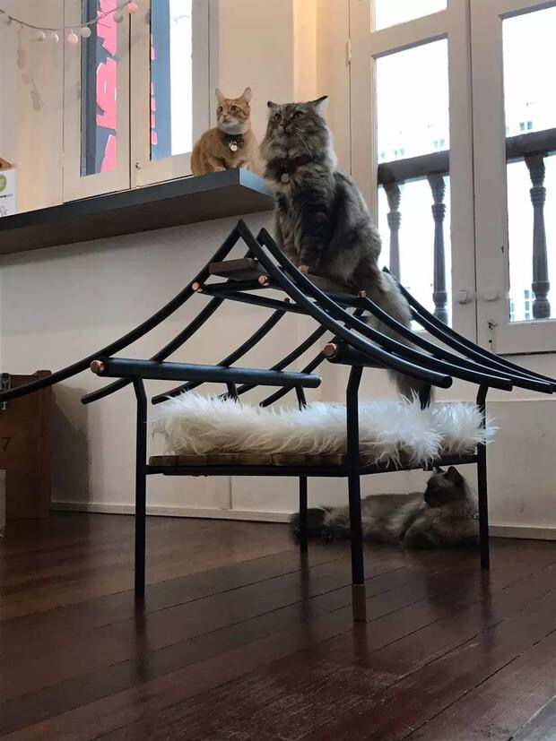 猫咪可以玩的抓宠小游戏,作为猫奴