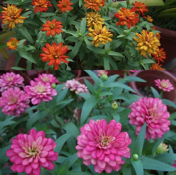 夏天必种花期长的草花,耐阴又好养的四季开花的草花