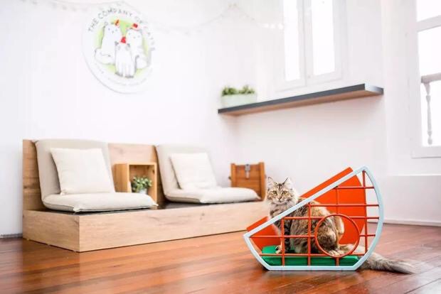 猫咪可以玩的抓宠小游戏,作为猫奴