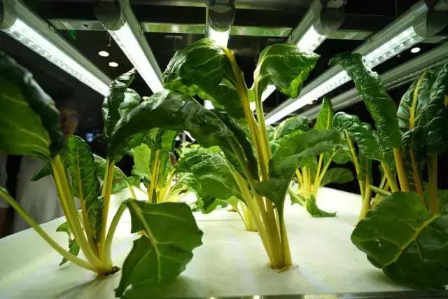 鑸屽皷涓婄殑鍗楅棬,鑸屽皷涓婄殑鍗楅棬缇庨鍥㈣喘