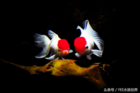 鱼儿受到惊吓的样子,鱼儿受到惊吓