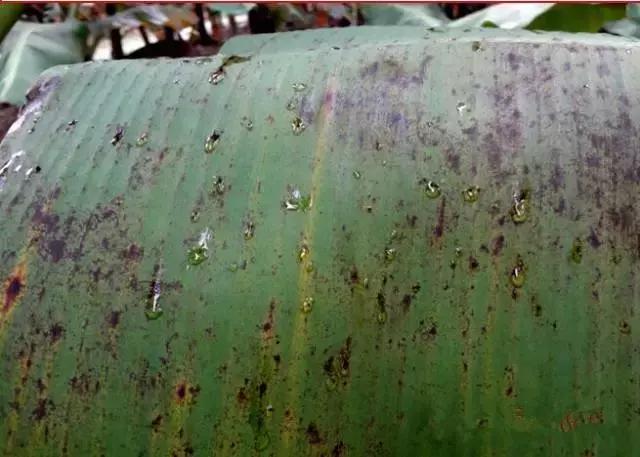 香蕉防黑星病和叶斑病最佳配方,香蕉黑星病爆发怎么办