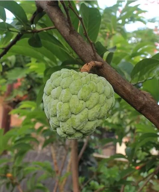 这10种水果外国人听都没听说过，中国人几乎全都认识