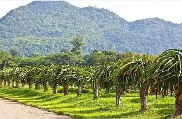 多吃红心火龙果对身体有哪些好处,多吃红心火龙果对身体有什么好处