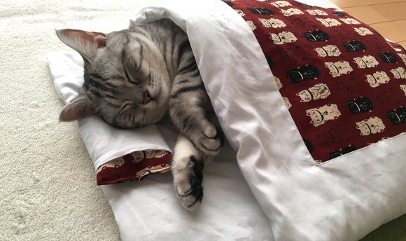 猫咪可以玩的抓宠小游戏,作为猫奴