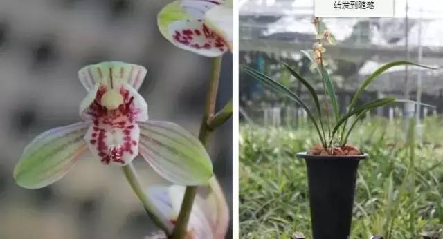 四季兰用什么盆栽最好看,四季兰花期养护