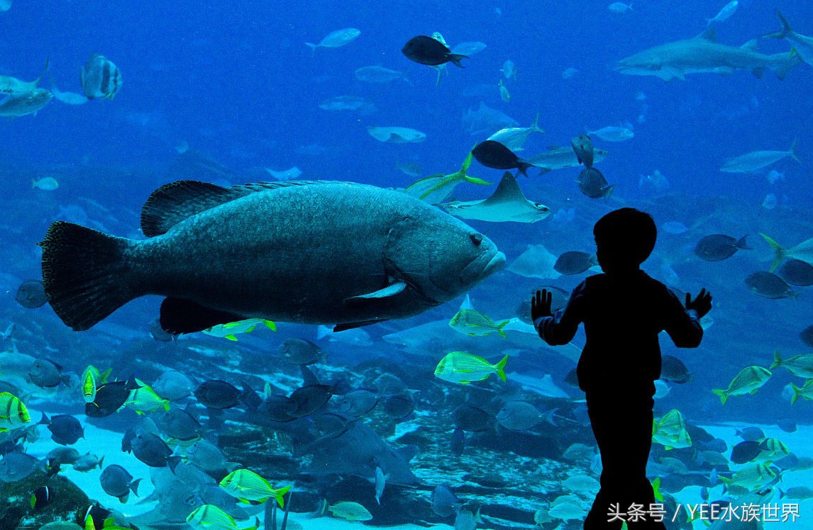 鱼儿受到惊吓的样子,鱼儿受到惊吓