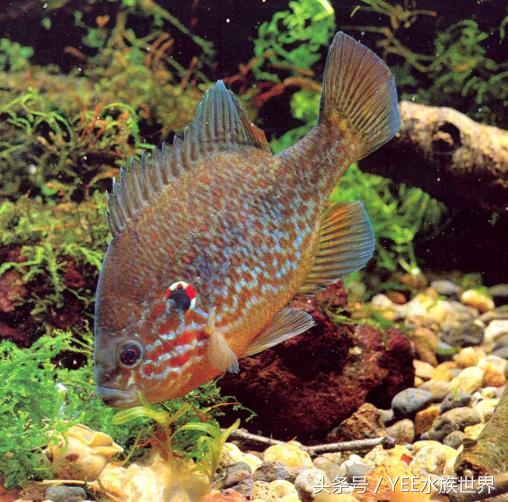 鱼儿受到惊吓的样子,鱼儿受到惊吓