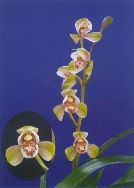 四季兰用什么盆栽最好看,四季兰花期养护