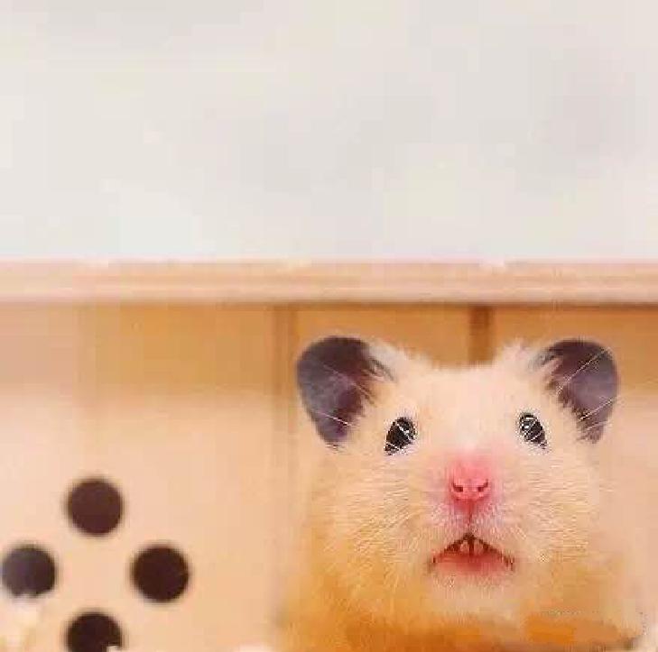 小仓鼠幼鼠可以吃什么,仓鼠幼鼠最爱吃什么