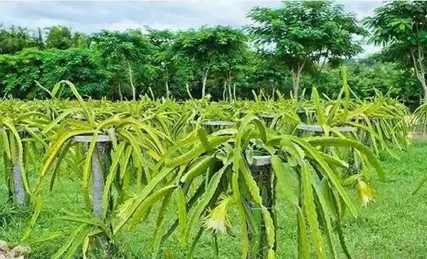 多吃红心火龙果对身体有哪些好处,多吃红心火龙果对身体有什么好处