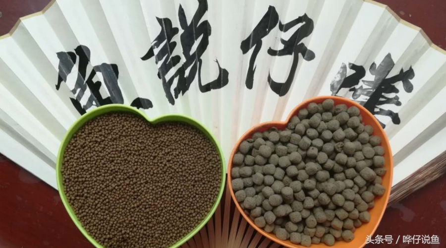 观赏鱼怎么喂鱼粮最好,观赏鱼最好喂什么饲料