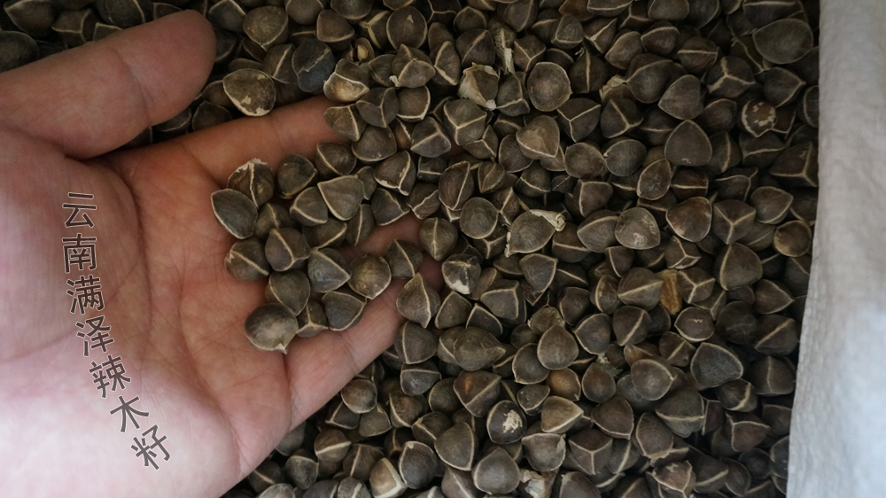 辣木籽和辣木茶的功效,云南辣木籽与印度的功效一样吗