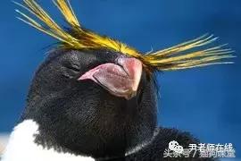 企鹅是什么种类动物,动物百科知识科普企鹅品种