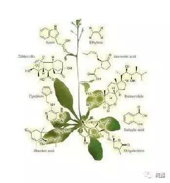 伊帕尔汗玫瑰纯露气味,洋甘菊纯露气味难闻正常吗