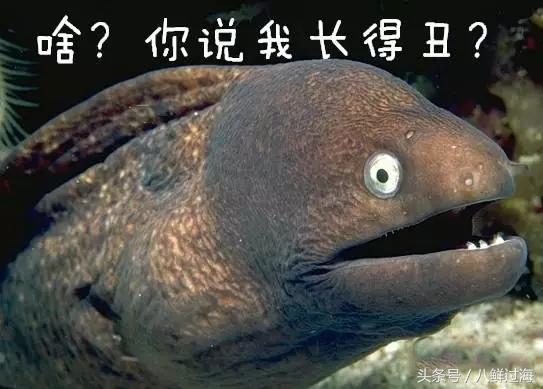 鳗鱼的智商有多高,鳗鱼的神奇之处