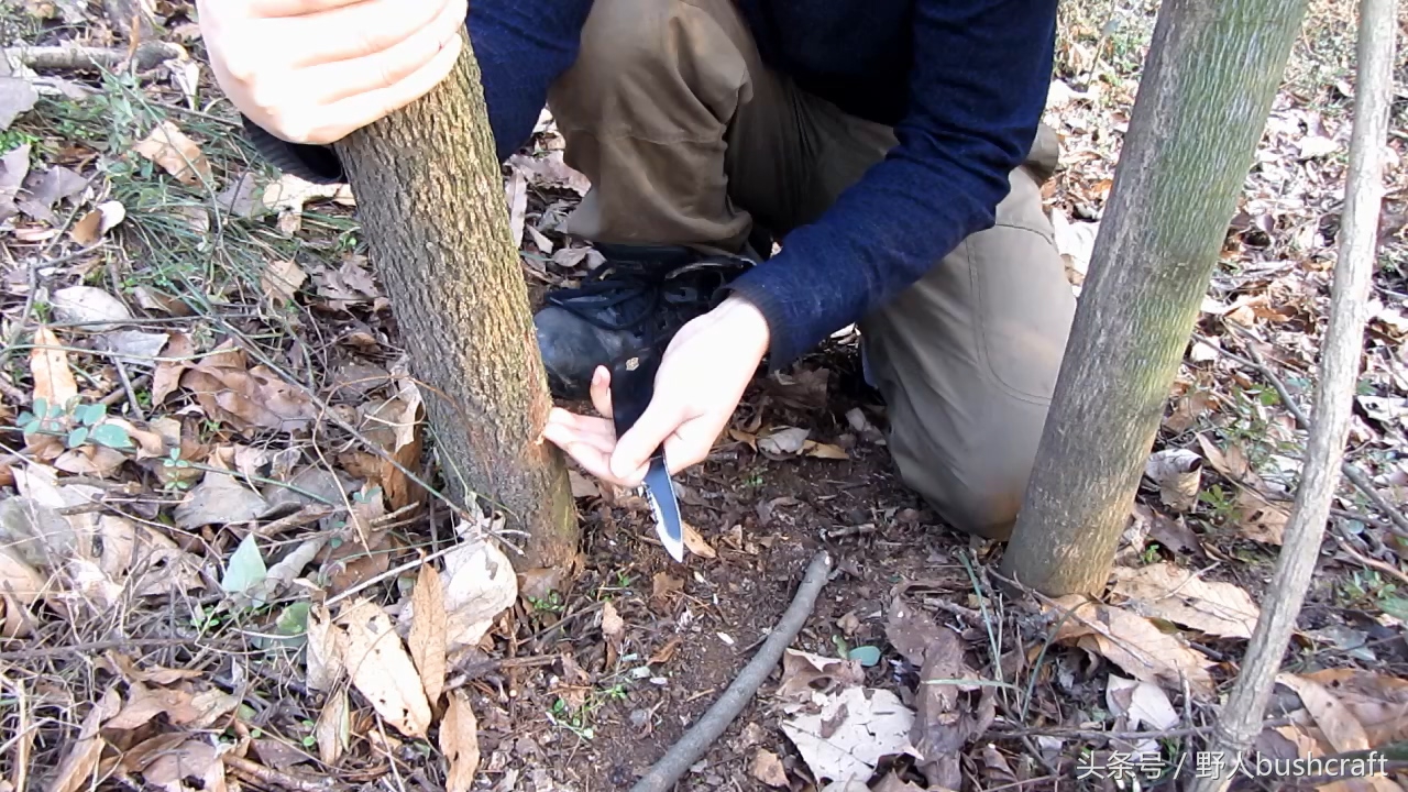 荒野求生实用的野鸡兔子脖套陷阱