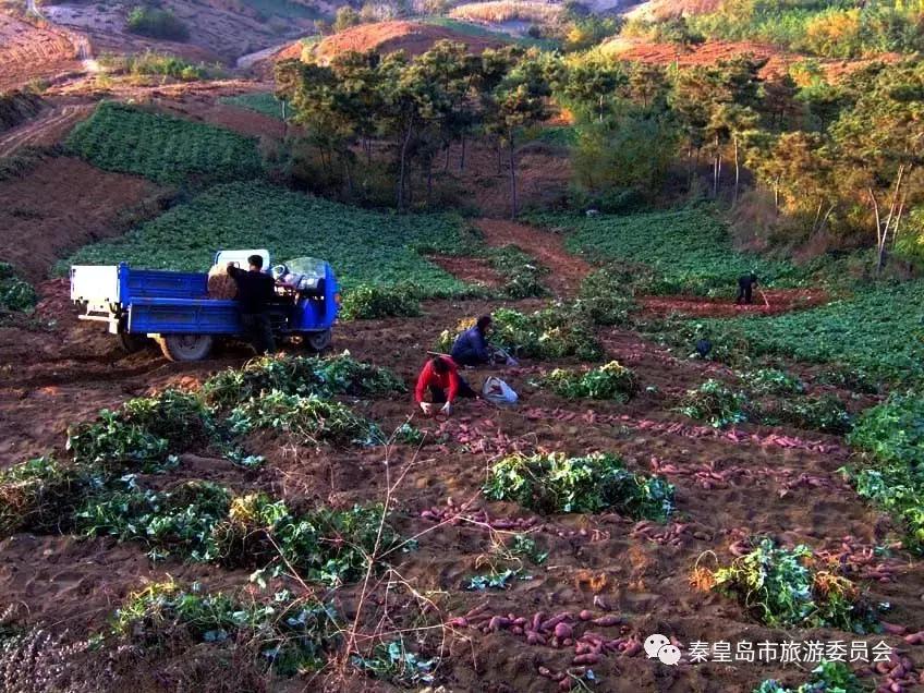 秦皇岛的特产有哪些,秦皇岛拿得出手的特产有哪些