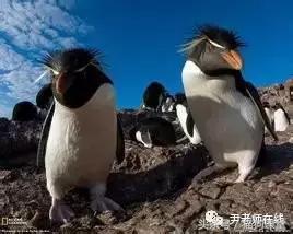 企鹅是什么种类动物,动物百科知识科普企鹅品种