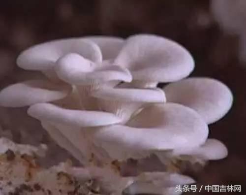 到吉林玩买啥、吃啥？再也不用刘烨代购吉林土特产了！