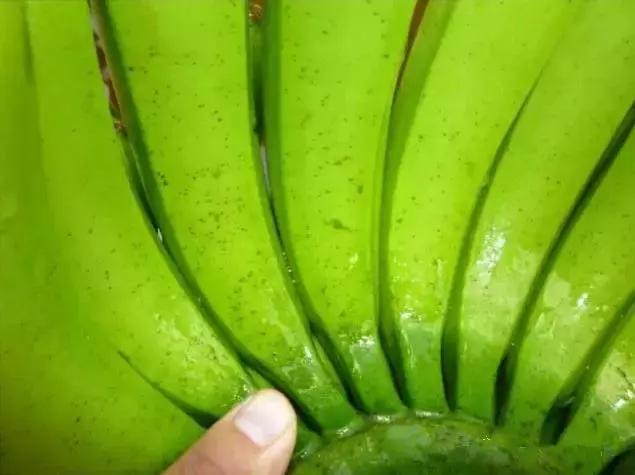 香蕉防黑星病和叶斑病最佳配方,香蕉黑星病爆发怎么办