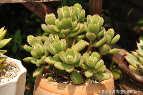 多肉熊童子夜晚零下3度会冻伤吗,多肉熊童子叶子上的灰尘怎么办