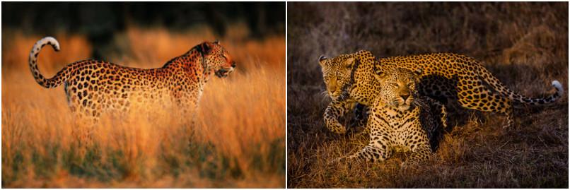 来到纳米比亚，你会知道什么才是非洲应有的样子！