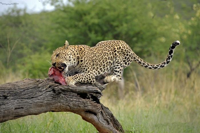 来到纳米比亚，你会知道什么才是非洲应有的样子！