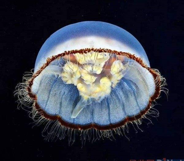 梦幻水母视频,梦幻般的水母真迷人