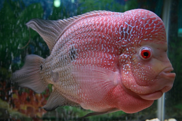 压鱼有什么用,压鱼