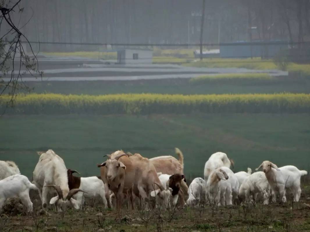 黑天鹅与灰犀牛的含义,黑天鹅和灰犀牛经济学