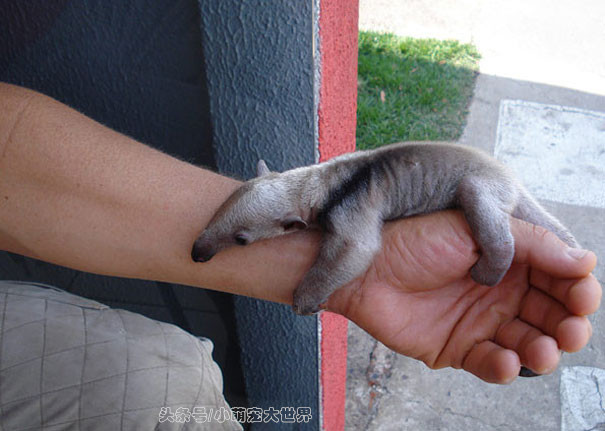 盘点那些超可爱的动物幼崽,十大最萌国宝级动物