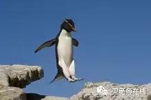 企鹅是什么种类动物,动物百科知识科普企鹅品种
