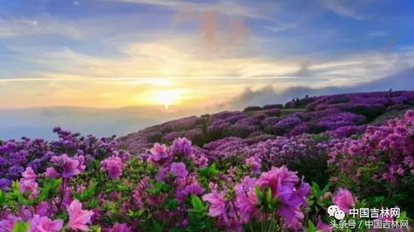 到吉林玩买啥、吃啥？再也不用刘烨代购吉林土特产了！