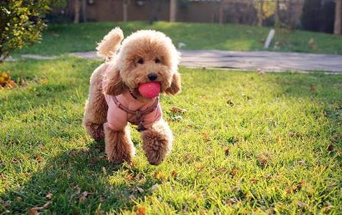 家养的狗和别人养的狗有什么区别,要如何知道自己养的狗是什么狗呢