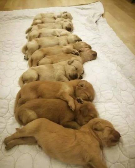 什么牌子的奶糕粮好,深扒4款a2奶粉