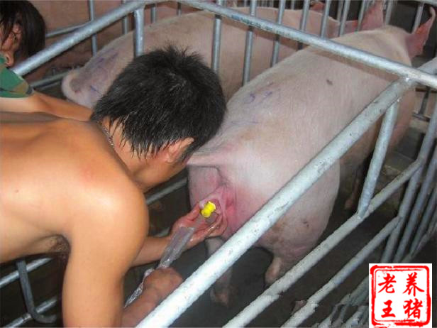 人工授精配种技术大概多少钱,人工授精配种技术间隔时间表