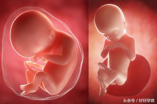 孕妇5个月吃什么好对胎儿好,怀孕五个半月胎儿有多大呢