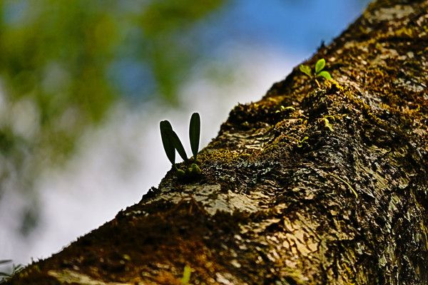 腾冲樱花谷风景区,腾冲十里樱花风景区