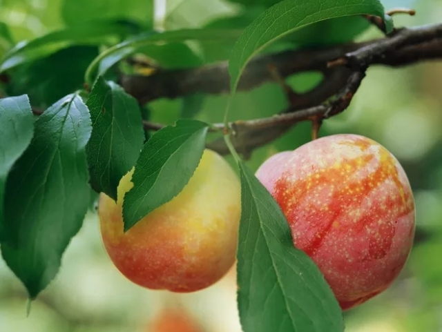 天大的骗局,天大谎言被拆穿