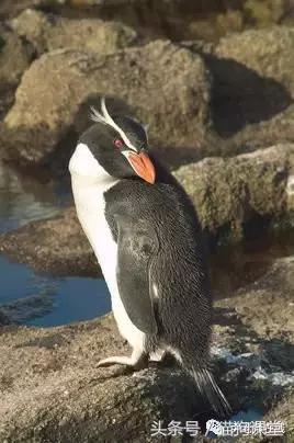 企鹅是什么种类动物,动物百科知识科普企鹅品种