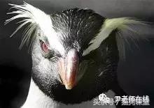 企鹅是什么种类动物,动物百科知识科普企鹅品种