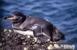 企鹅是什么种类动物,动物百科知识科普企鹅品种