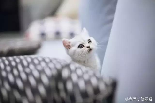 修图师会用哪些修图软件,修图师都用ps么