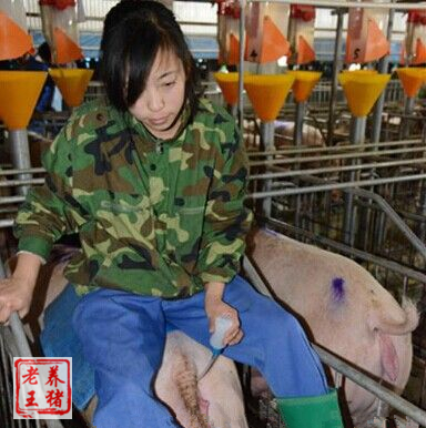 人工授精配种技术大概多少钱,人工授精配种技术间隔时间表